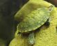 巴西龟冬天怎么养？