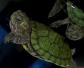 巴西龟腐甲病怎么治疗？