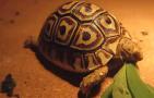 豹龟怎么养才能养活？