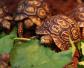 豹龟的饲养方法及病害防治