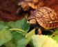 豹纹陆龟是什么动物？