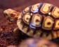 豹纹龟是什么动物？