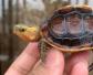 黄缘闭壳龟是什么动物？