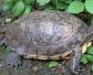 云南闭壳龟是什么动物？