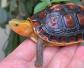 断板龟是什么动物？