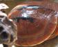 闭壳龟(断板龟、夹板龟)