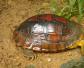 金头闭壳龟是什么动物？