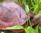 海南金钱龟是什么动物？