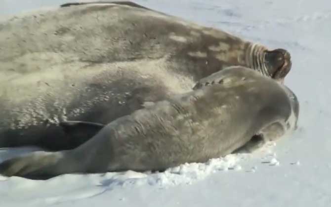 格陵兰海豹