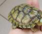 日本石龟是什么动物？