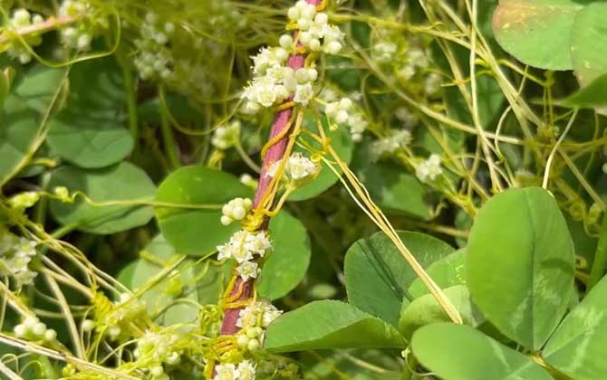 菟丝子是什么植物？