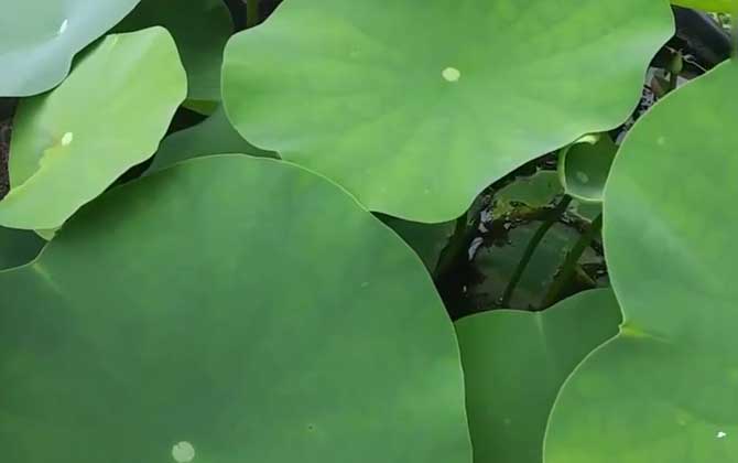 碗莲种植三大忌讳及方法