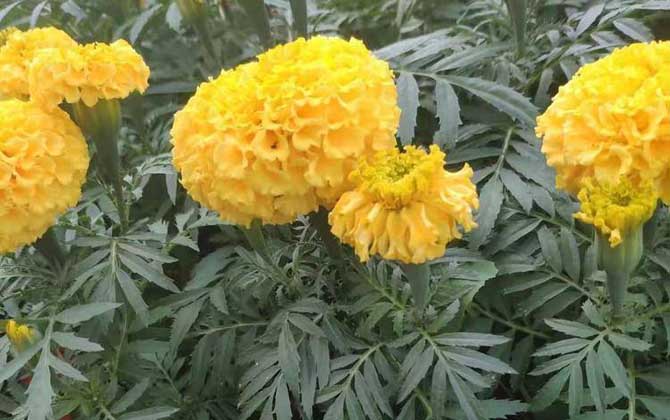 万寿菊(臭芙蓉、蜂窝菊)