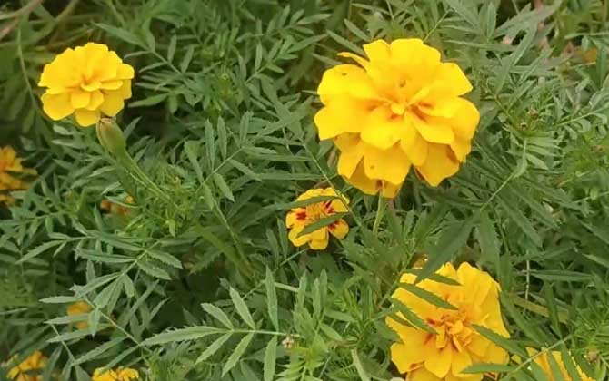 万寿菊