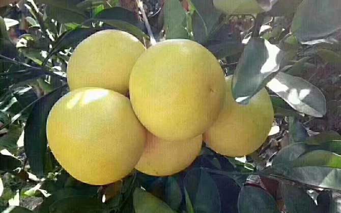 柚子是凉性还是热性？
