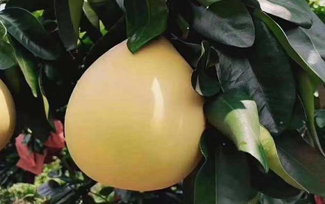 柚子的热量是多少大卡？