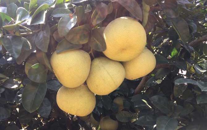 度尾文旦柚是什么品种？
