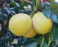 柚子什么季节成熟？