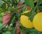 葡萄柚的功效与作用及禁忌
