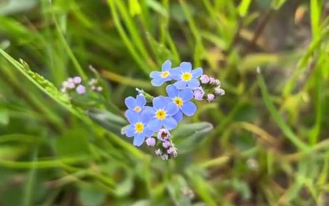 勿忘我花