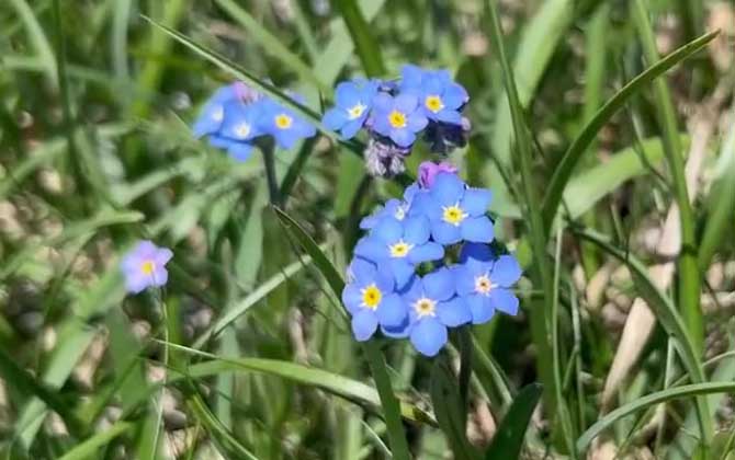 勿忘我花