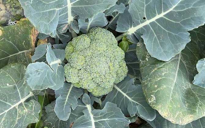 西兰花种植技术及病害防治