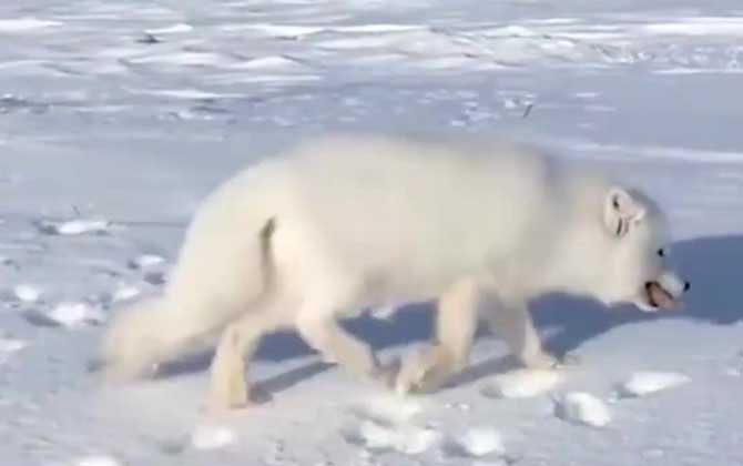 白狐狸