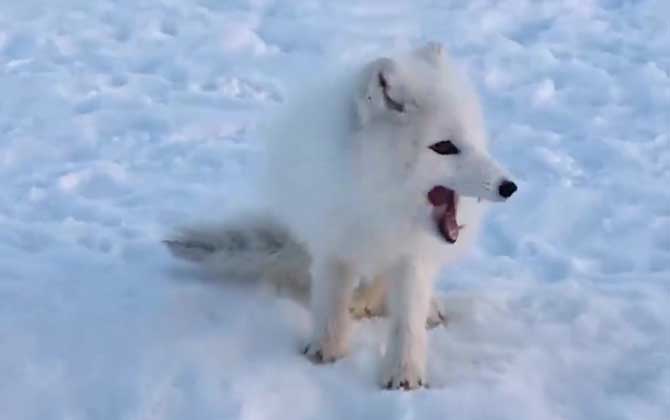 白狐狸