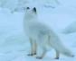 白狐狸是什么动物？