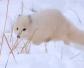 白狐狸是保护动物吗？