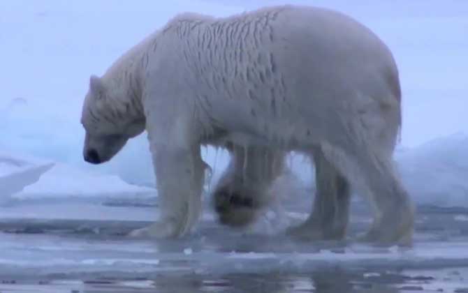 北极熊在南极还是北极？