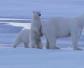 北极熊的天敌是什么动物？