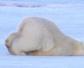 北极熊的毛是什么颜色的？