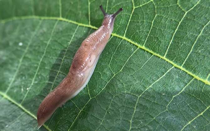 蛞蝓(鼻涕虫、水蜒蚰)