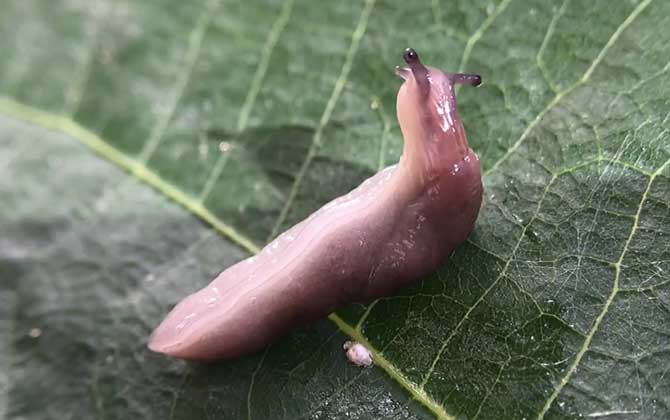 蛞蝓