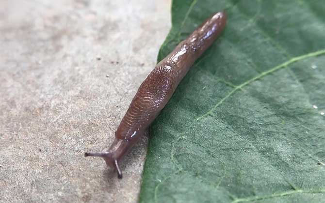 鼻涕虫