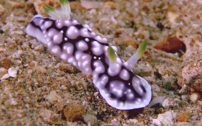 海蛞蝓是什么动物？