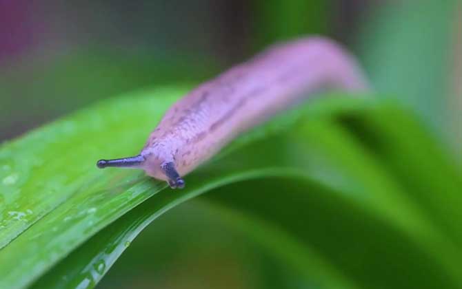 蛞蝓