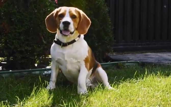 比格犬(比高犬、小猎兔犬)