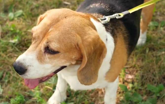 比格犬