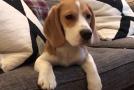 比格犬