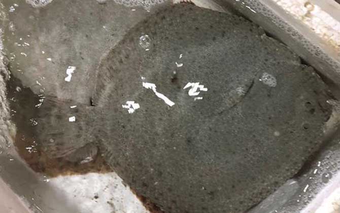 比目鱼