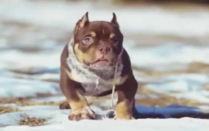 比特犬