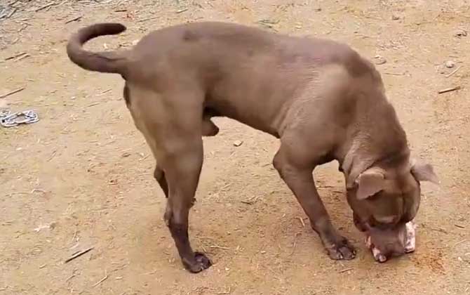 比特犬