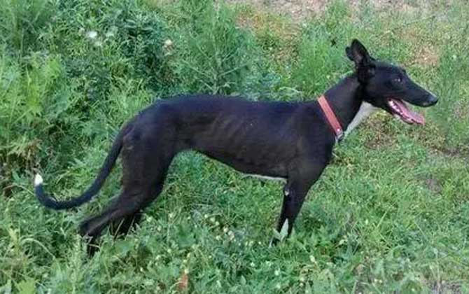 惠比特犬是什么犬种？