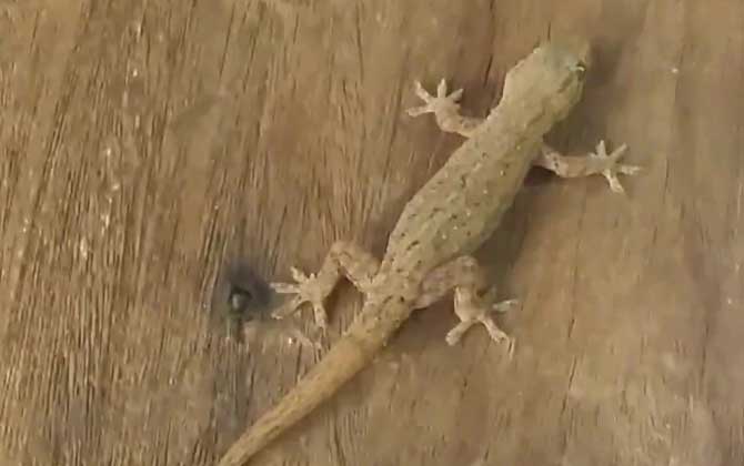 壁虎