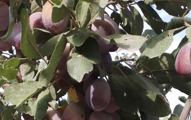 欧洲李