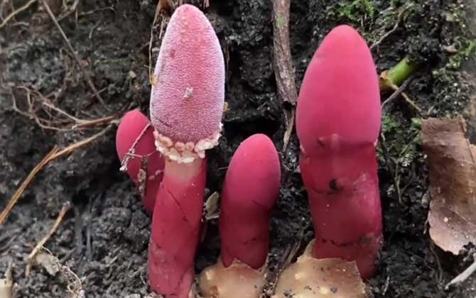 鹿仙草是什么植物？