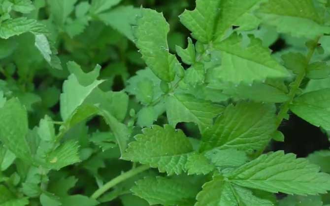 仙鹤草是什么植物？