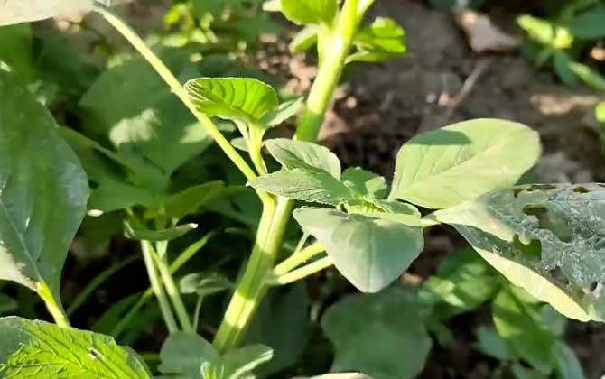 苋菜
